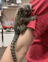 超レア！国産コモンマーモセットのベビーの画像9