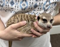 ミーアキャットアダルト♀（2021年10月産まれ）懐いてます♪の画像8