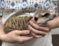 ミーアキャットアダルト♀（2021年10月産まれ）懐いてます♪の画像9