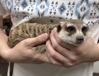 ミーアキャットアダルト♀（2021年10月産まれ）懐いてます♪の画像5