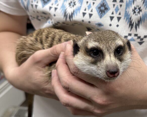 ミーアキャットアダルト♀（2021年10月産まれ）懐いてます♪のメイン画像