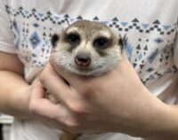 ミーアキャットアダルト♀（2021年10月産まれ）懐いてます♪の画像1