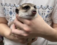 ミーアキャットアダルト♀（2021年10月産まれ）懐いてます♪の画像3