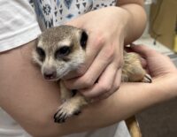 ミーアキャットアダルト♀（2021年10月産まれ）懐いてます♪の画像2