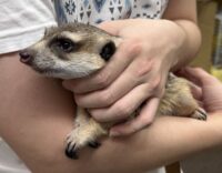 ミーアキャットアダルト♀（2021年10月産まれ）懐いてます♪の画像10