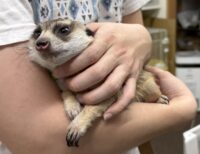 ミーアキャットアダルト♀（2021年10月産まれ）懐いてます♪の画像11