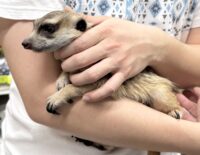 ミーアキャットアダルト♀（2021年10月産まれ）懐いてます♪の画像7