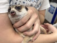 ミーアキャットアダルト♀（2021年10月産まれ）懐いてます♪の画像6