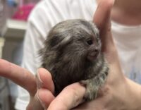 超レア！国産コモンマーモセットのベビーの画像3