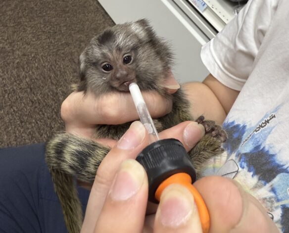 超レア！国産コモンマーモセットのベビーのメイン画像