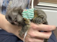 超レア！国産コモンマーモセットのベビーの画像11