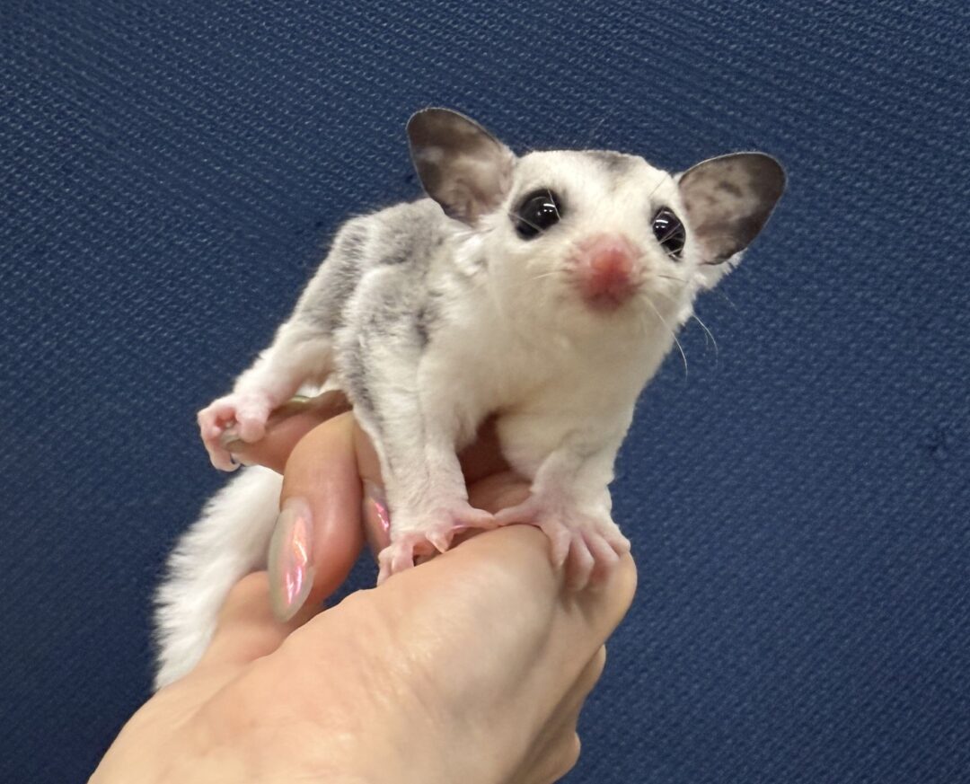 ホワイトテールが見えるモザイクベビー♀（手の上で落ち着いた姿）