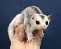 フクロモモンガの画像8