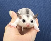 フクロモモンガの画像3