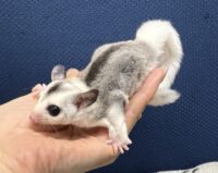 フクロモモンガの画像11