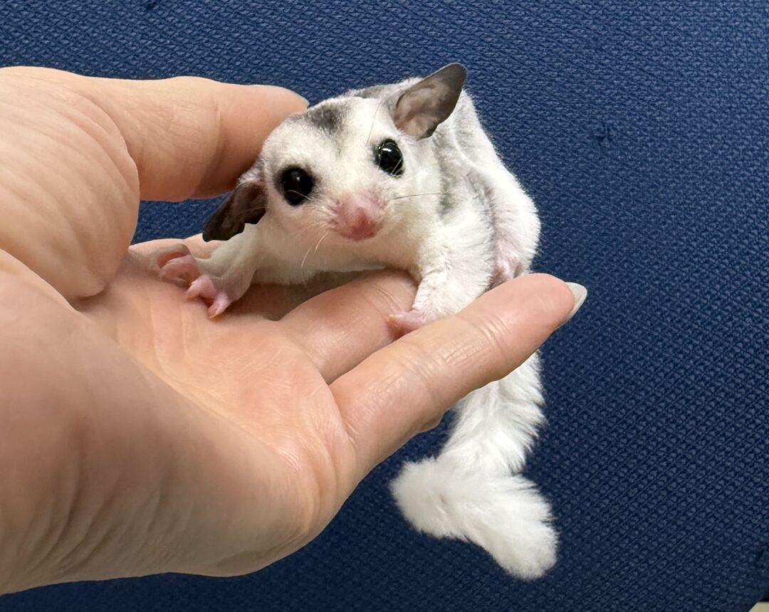 手のひらに乗るモザイクベビー♀（ホワイトテール）