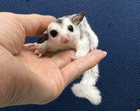 フクロモモンガの画像1