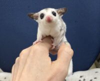 フクロモモンガの画像2