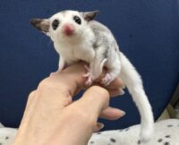 フクロモモンガの画像9