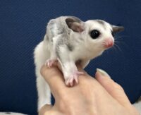 フクロモモンガの画像10