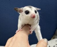 フクロモモンガの画像5