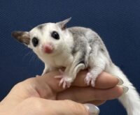 フクロモモンガの画像12