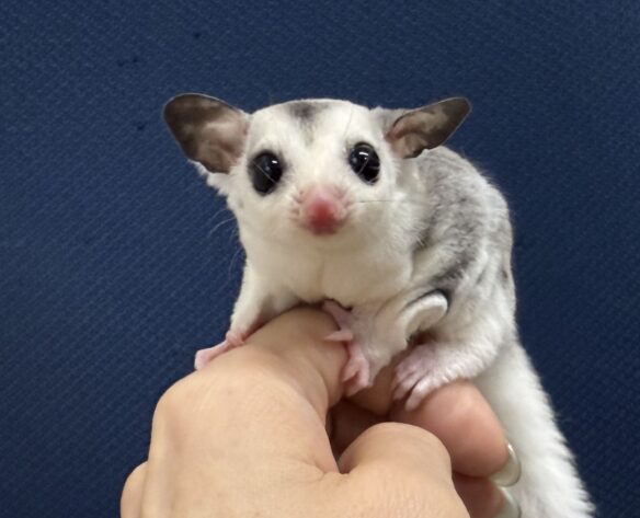 フクロモモンガのメイン画像