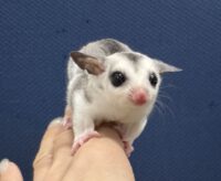 フクロモモンガの画像7