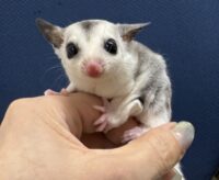 フクロモモンガの画像6