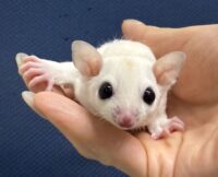 フクロモモンガの画像5