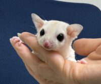 フクロモモンガの画像9