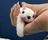 フクロモモンガの画像10