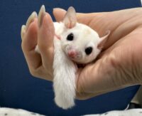 フクロモモンガの画像1