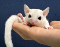 フクロモモンガの画像8