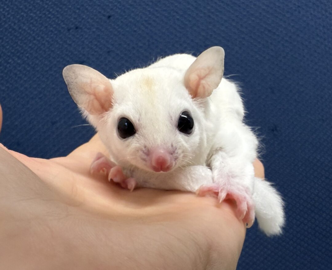 フクロモモンガのメイン画像