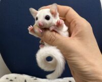 フクロモモンガの画像6