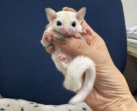 フクロモモンガの画像3