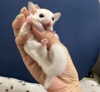 フクロモモンガの画像11