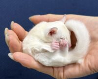 フクロモモンガの画像7