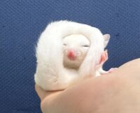 フクロモモンガの画像4