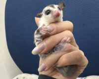 フクロモモンガの画像1