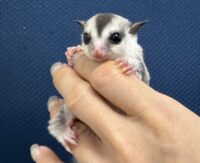 フクロモモンガの画像10