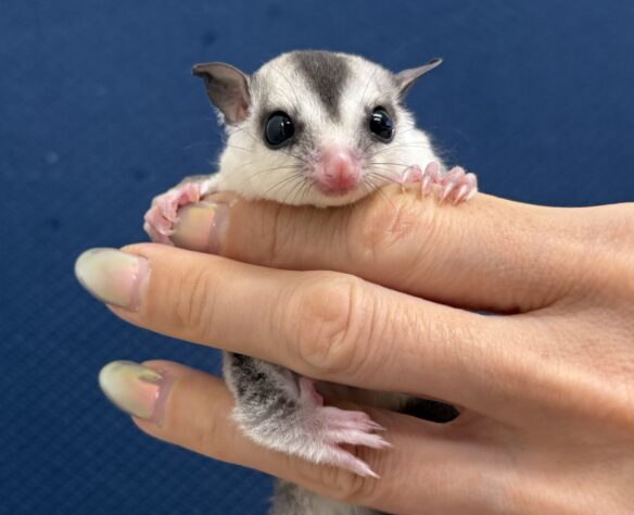 フクロモモンガのメイン画像