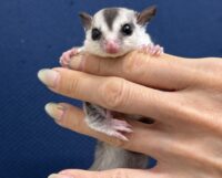 フクロモモンガの画像4