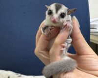 フクロモモンガの画像5