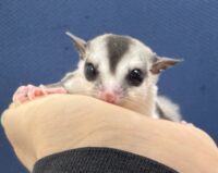 フクロモモンガの画像8