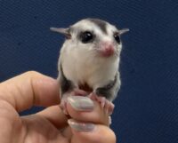 フクロモモンガの画像9