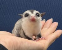 フクロモモンガの画像2