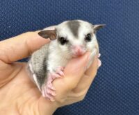 フクロモモンガの画像7