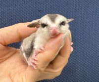 フクロモモンガの画像3